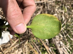 Limnobium laevigatum