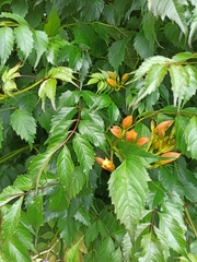 Campsis × tagliabuana