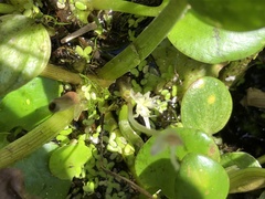 Limnobium laevigatum