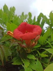 Campsis × tagliabuana