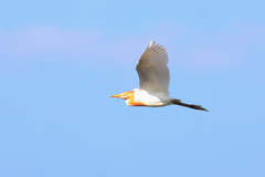 Bubulcus ibis coromandus