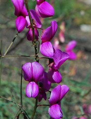 Lathyrus vestitus alefeldii