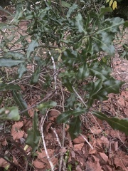 Quercus sinuata