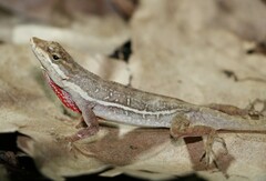 Anolis taylori