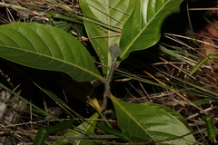 Glochidion sumatranum