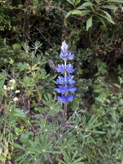 Lupinus costaricensis