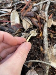 Bolbitius aleuriatus