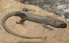 Lepidophyma