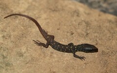 Lepidophyma smithii