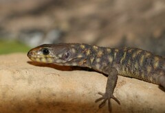 Lepidophyma smithii