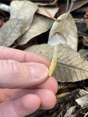 Bolbitius aleuriatus