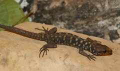 Lepidophyma smithii