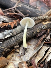 Bolbitius aleuriatus