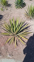 Agave lechuguilla