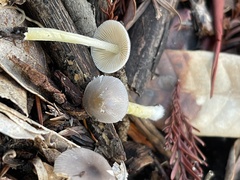 Bolbitius aleuriatus