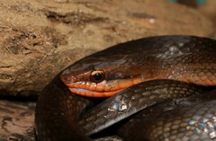 Mastigodryas melanolomus