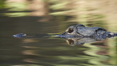Alligator mississippiensis