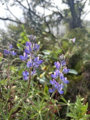 Lupinus costaricensis