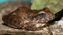 Craugastor rugulosus