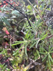 Lupinus costaricensis