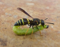 Euodynerus foraminatus