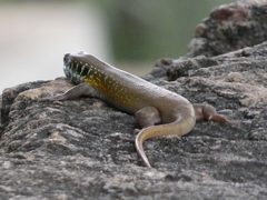 Trachylepis