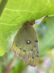 Colias poliographus