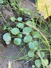 Nasturtium officinale