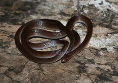 Enulius flavitorques
