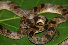 Leptodeira