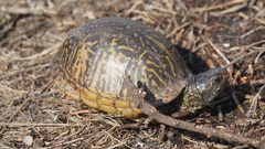 Terrapene carolina bauri