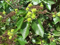 Entelea arborescens