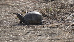 Terrapene carolina bauri