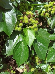 Entelea arborescens