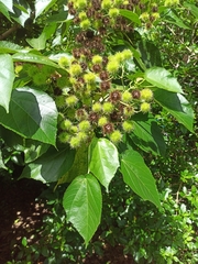 Entelea arborescens