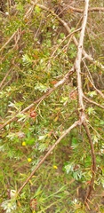 Leptospermum lanigerum