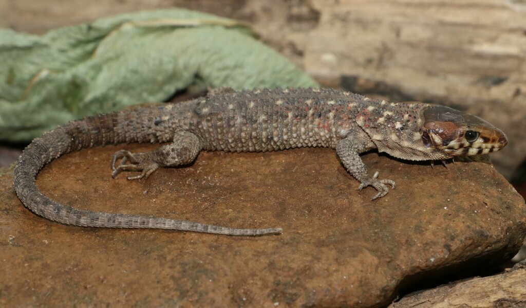 Smith's Tropical Night Lizard