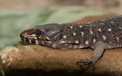 Lepidophyma smithii