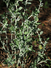 Anthyllis cytisoides