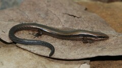 Scincella gemmingeri