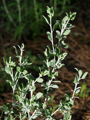 Anthyllis cytisoides