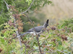Corythaixoides leucogaster