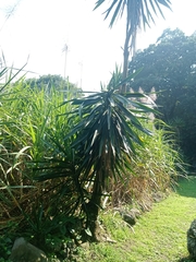 Yucca aloifolia