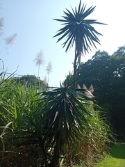 Yucca aloifolia