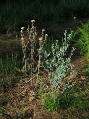 Anthyllis cytisoides
