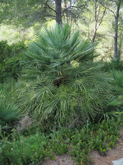 Chamaerops humilis