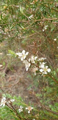 Leptospermum lanigerum
