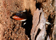 Ichneumon devinctor