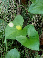 Phyllosiphon arisari