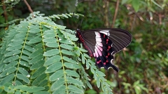 Parides ascanius